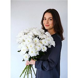 Хризантема кустовая 9 шт — вариант 3