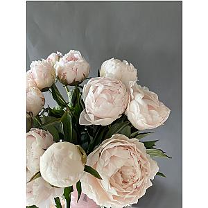 Пион 15шт